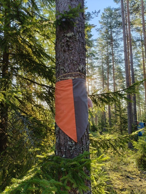 Kanttarellien kesä oli täynnä partiota - Lue lisää